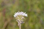 Grassleaf Barbara's buttons